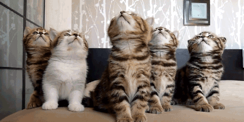 synchronized-kittens.gif